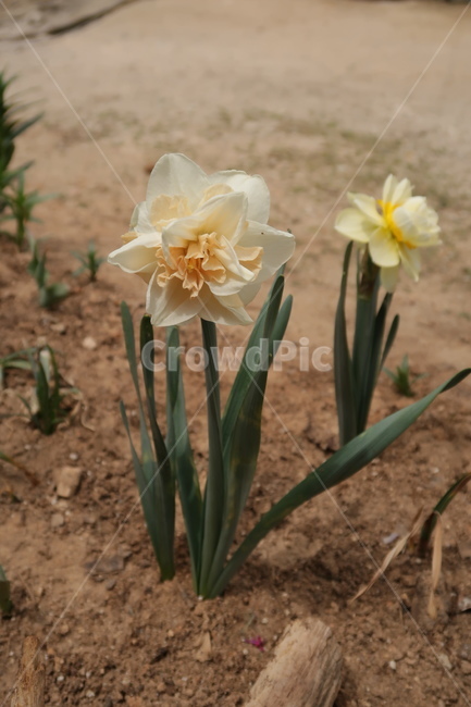 식물,꽃,수선화,구근식물,자연,식물,자연,plants,nature,꽃,flower
