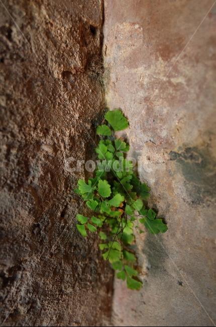 고사리,벽돌벽,벽돌,건물,정원,여름,brick,plant,fern,plants,식물,초록,녹색,잎,이파리,양치식물,여린,틈새,벽,wall,연약한,구석,틈,사이,자연,감성사진,빈티지,감성,자연스러운,자연풍경,힐링,힐링사진,느낌,분위기