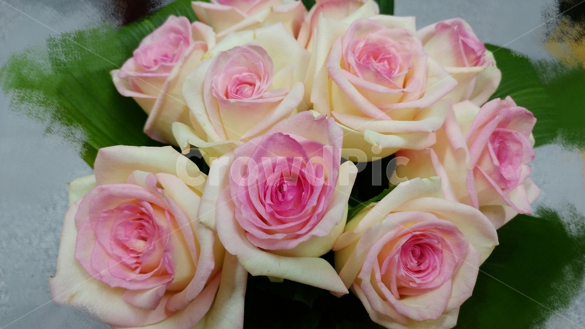 rose,장미,장미꽃다발,선물,노랑분홍,식물,자연,plants,nature,꽃,flower