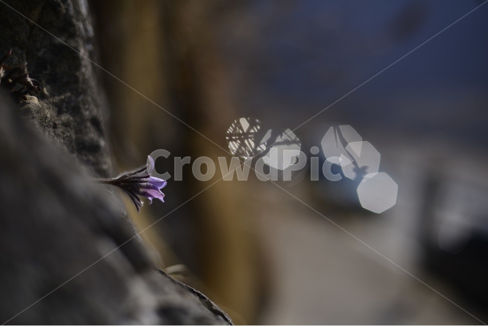 자연,꽃,산,plant,식물,동강할미꽃