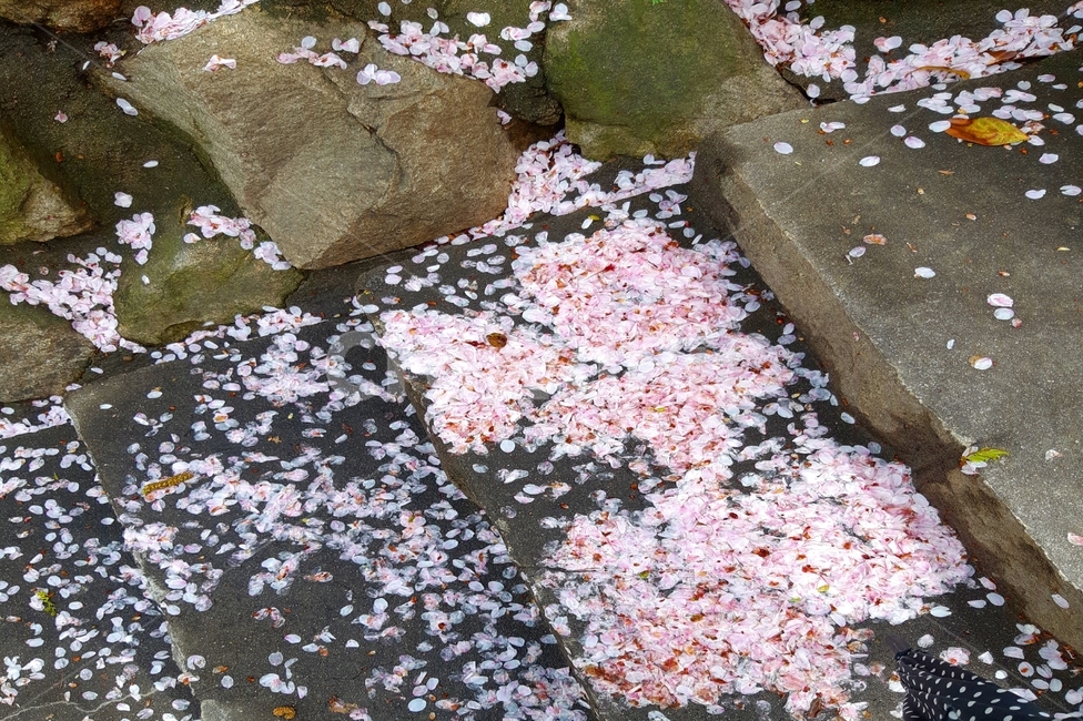 벚꽃,꽃,자연,감성사진,색감,flower,식물,nature,pink,분홍색,사랑,계단,bossom,cherryblossom,plant,식물,자연,plants,nature,꽃,flower