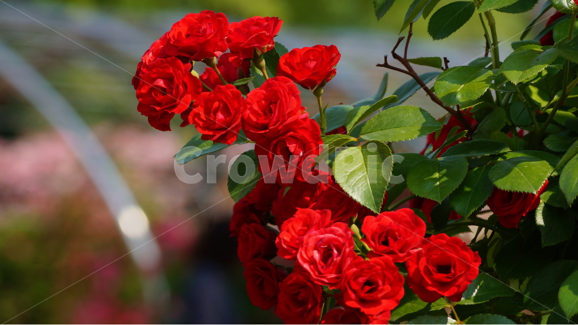 장미,꽃,꽃사진,식물,자연,장미축제,식물,자연,plants,nature,꽃,flower