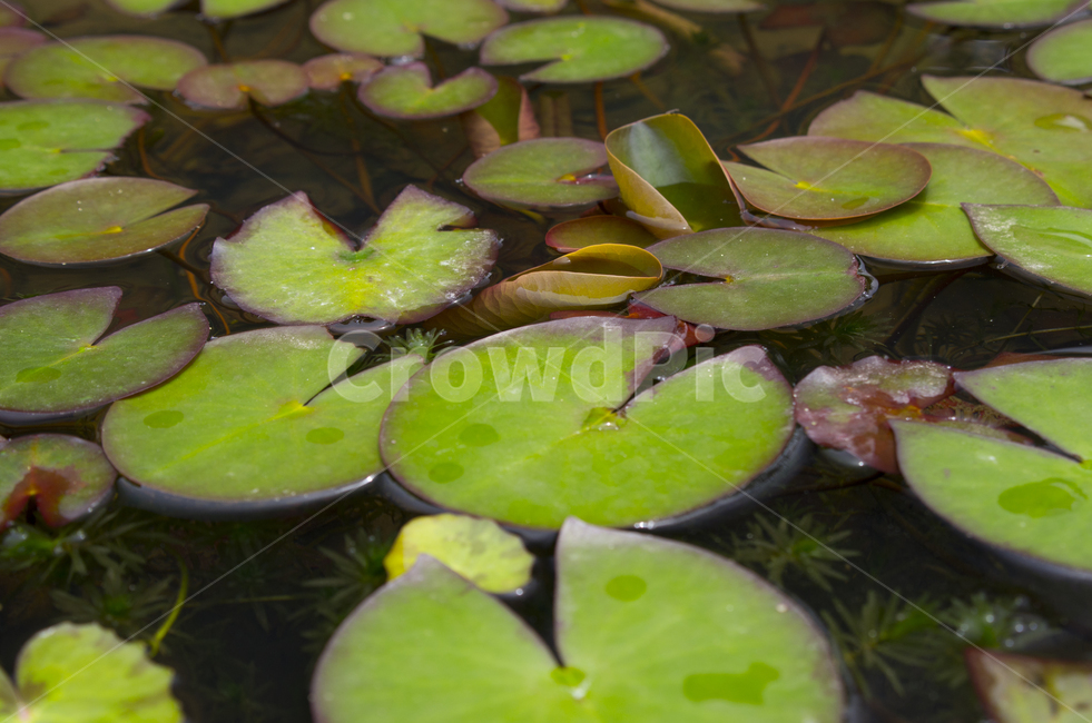 연꽃,연못,물,여름,잎,감정,감성,자연,계절,뷰티,lotus,풍경,풍경사진,감성사진,정취