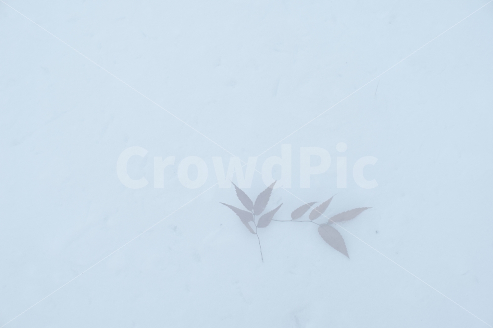 겨울,눈,하얀,그리움,낙엽,쓸쓸함,고요함,차분함,가엾은,가녀림,희미한,winter,snow,white,missing,leaves,calm,lonely,faint,식물,자연,plants,nature,겨울,계절,winter,season