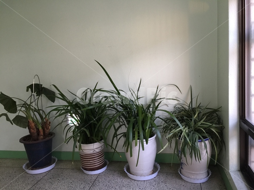 건물,화분,건물계단,화분인테리어,식물,실내용화초,화분,화초,house plant