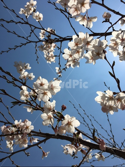 꽃,봄꽃,하늘색,나뭇가지,봄,하늘,flower,spring,skyblue