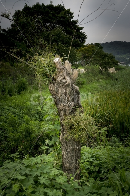 고목,여행,연꽃,유등연지,자연,청도,힐링,tree,식물,자연,plants,nature