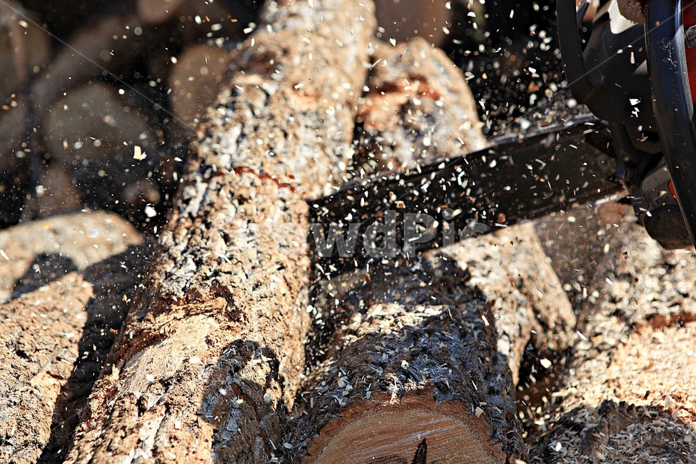 참나무,나무,장작,땔감,자연,배경,풍경,나무,trees,wood