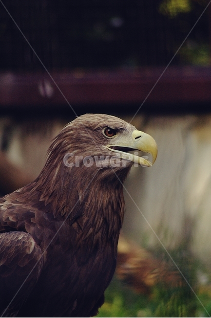 동물,새,독수리,eagle,매,부리,예리,동물,animal,조류,새,birds