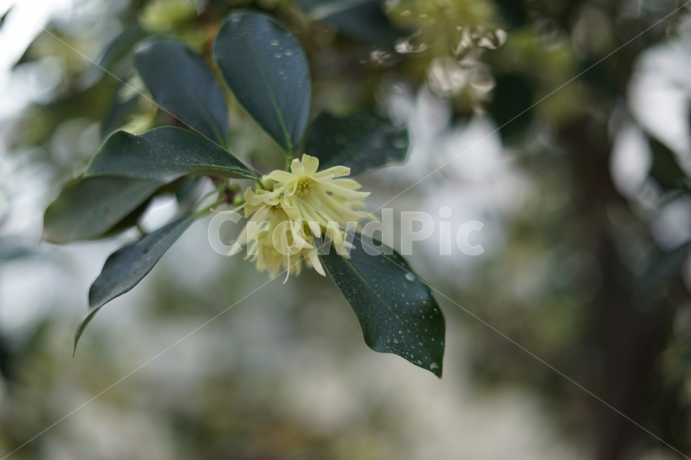 자연,nature,꽃,잎,식물,나무,식물,자연,plants,nature,꽃,flower
