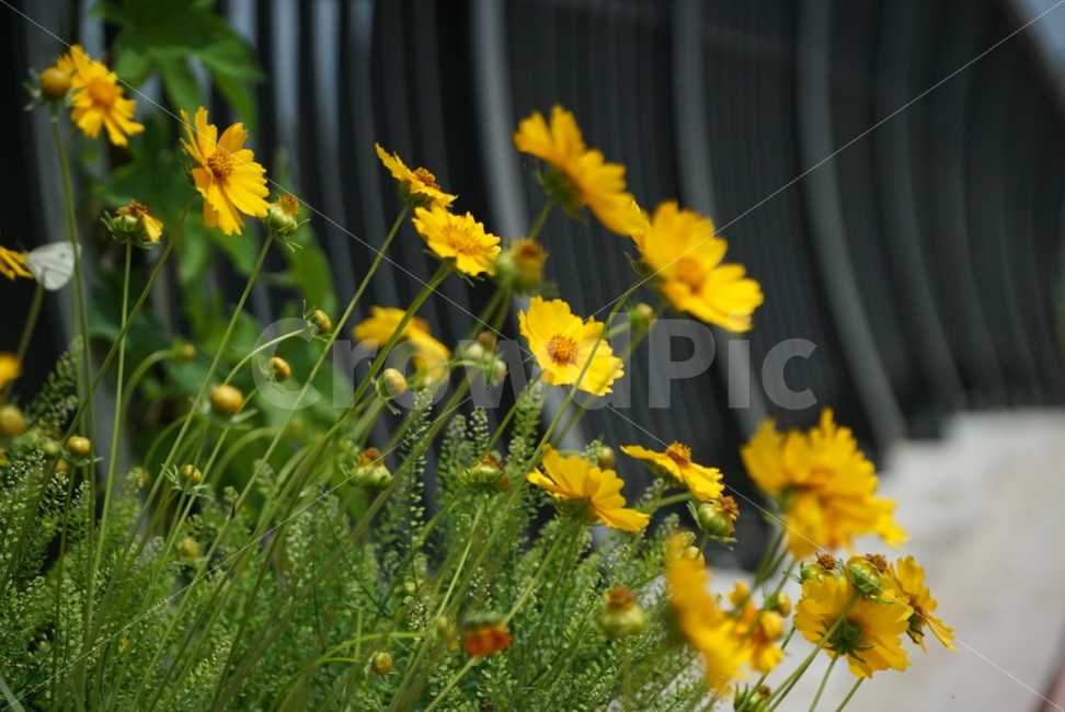 꽃,노랑꽃,바탕화면,배경화면,꽃사진,예쁜꽃,식물,자연,plants,nature,꽃,flower
