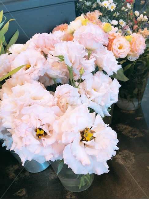 plant,식물,flower,꽃,예쁜,식물,자연,plants,nature