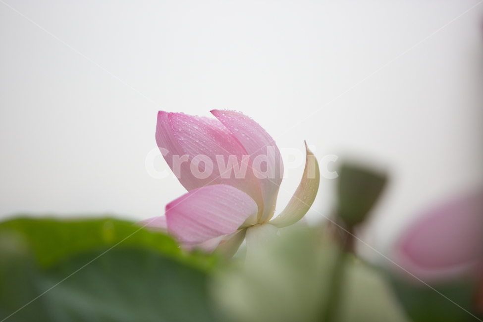 연꽃,꽃,여름꽃,식물,lotus,flower,식물,자연,plants,nature,꽃,flower