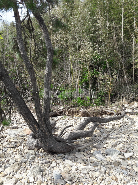 나무,tree,해변,seaside,shoreline,해안선,바다,sea,nature,자연,뿌리,생명력,자연,풍경,nature,landscape