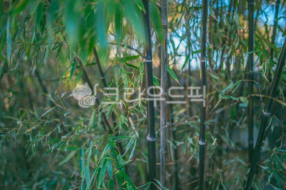 plant,식물,대나무,흑죽,초록,나무,trees,wood,자연