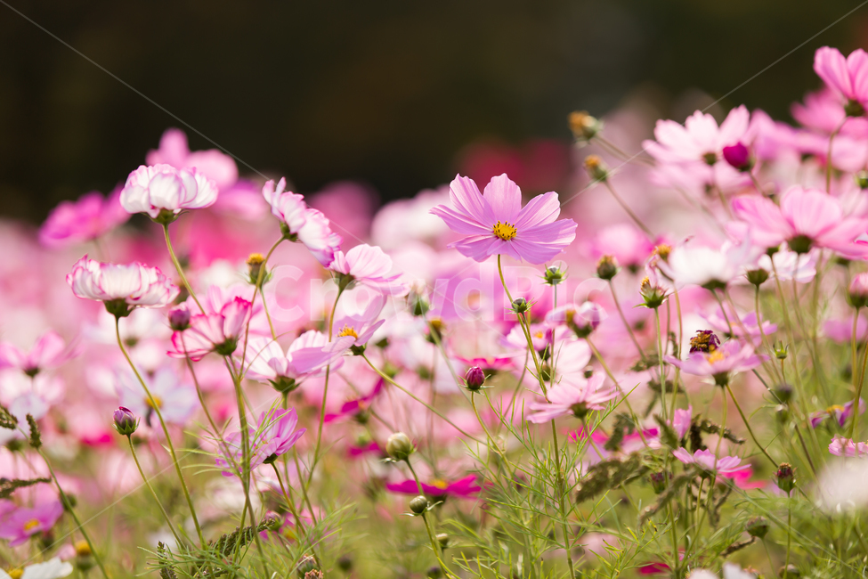 코스모스,가을배경,코스모스배경,꽃배경,cosmos,pink,flower,가을,예쁜꽃배경,꽃,자연,핑크꽃,식물,자연,plants,nature,꽃,flower