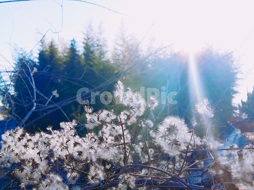 민들레,꽃,감성,따뜻,flower,흰색,자연,산뜻,식물,자연,plants,nature,꽃,flower