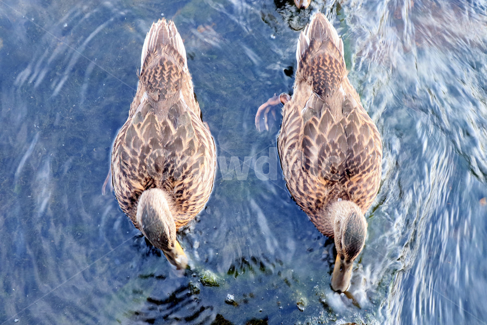 오리,조류,동물,duck,깃털,불광천
