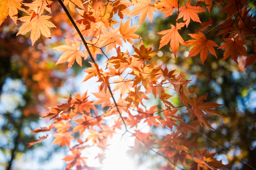 가을,한국,단풍,단풍잎,햇살,눈부심,아침,풍경,자연,가을,계절,fall,autumn,season,휴식,힐링,rest,relaxation,healing,식물,자연,plants,nature,감성,sensible,feeling,leaf,잎,plant,tree,나무,maple