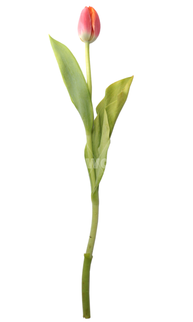 plant,식물,튤립,튤립png,자몽튤립,꽃