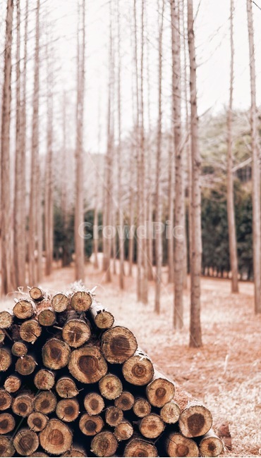 나무,풍경,자연,메타세콰이아,감성,가을,자작나무,가을,계절,fall,autumn,season,자연,풍경,nature,landscape,wood,lumber,재목