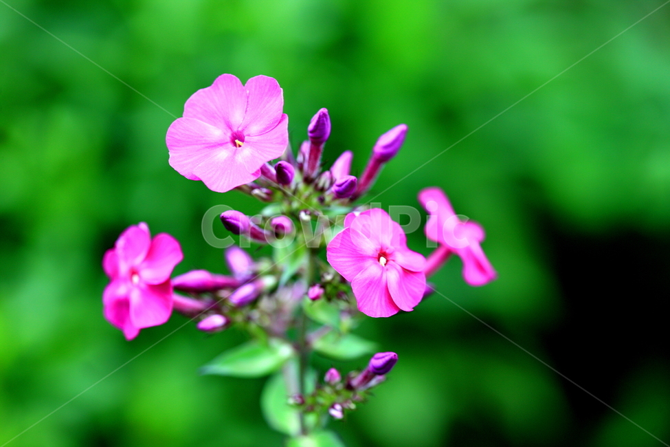꽃,식물,풍경,자연,계절,식물,자연,plants,nature,꽃,flower
