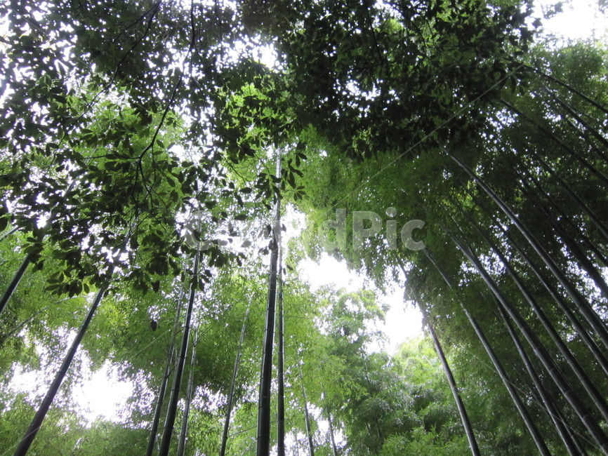 대나무,숲,길,bamboo,road,forest,조용한,고요한,peaceful,식물,자연,plants,nature,나무,trees,wood