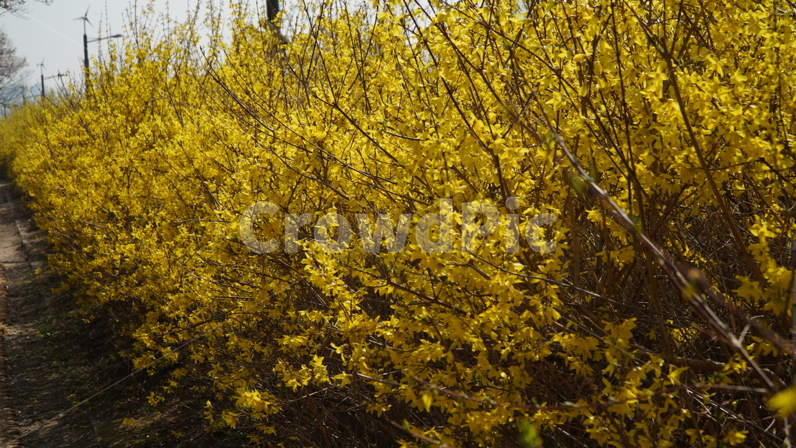 tree,나무,plant,개나리,노랑색,봄꽃