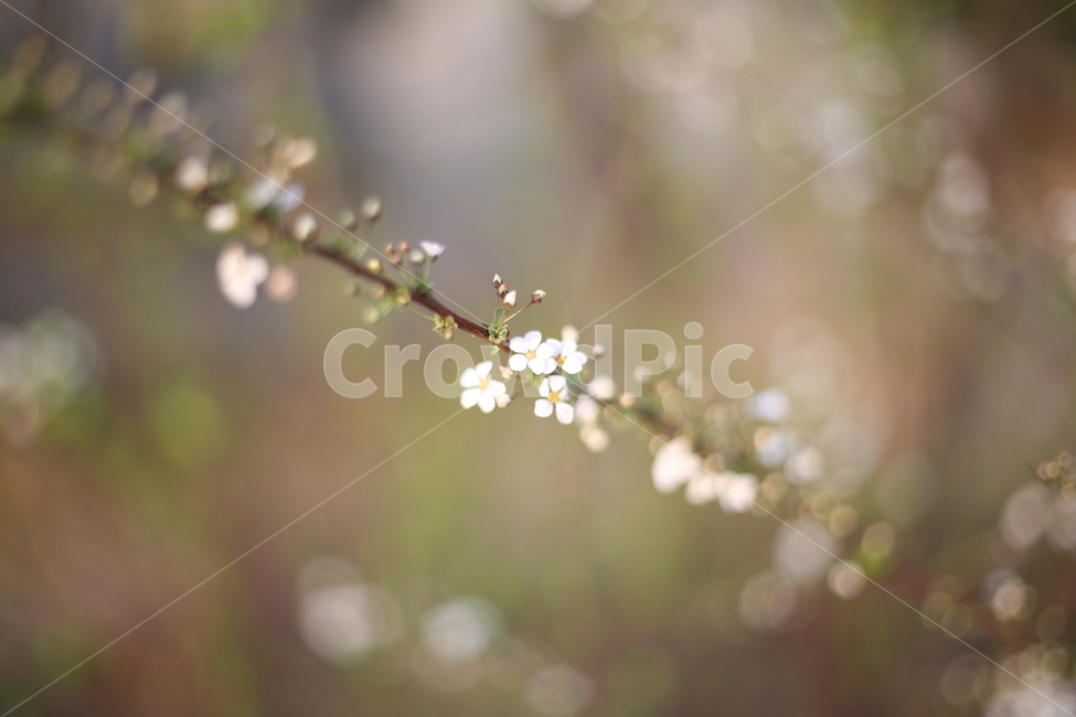 조팝나무,조팝나무꽃,bridalwreath,작은꽃,작은흰꽃,흰꽃,야생화,3월,4월,꽃,봄,봄날,봄꽃,화단,봄화단꽃,자연,식물,plants,nature,flower,spring,아웃포커싱,공원,봄,계절,spring,season,식물,자연,plants,nature,꽃,flower,plant,blossom