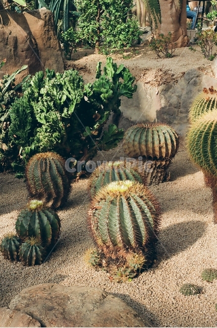 선인장,큰선인장,다육이,선인장밭,사막,가시,필름카메라