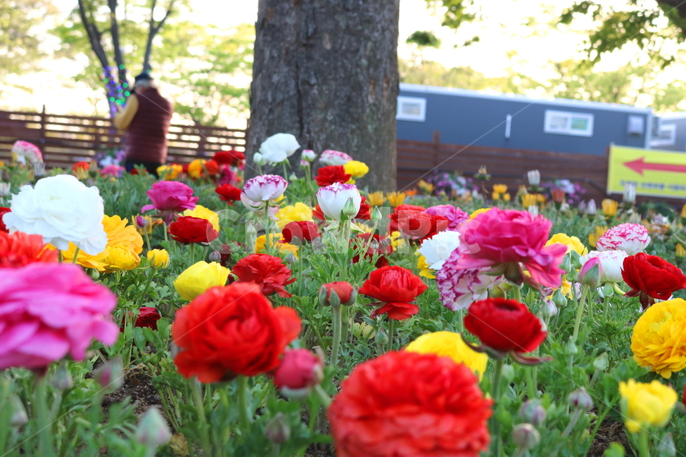 라넌큘러스,꽃,라넌큘러스꽃,식물,숙근초,꽃밭,식물,자연,plants,nature,꽃,flower