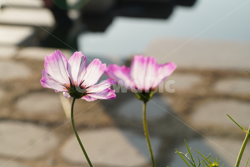 꽃,플라워,flower,코스모스,가을,계절,생물,plant,식물,식물,자연,plants,nature,꽃,flower