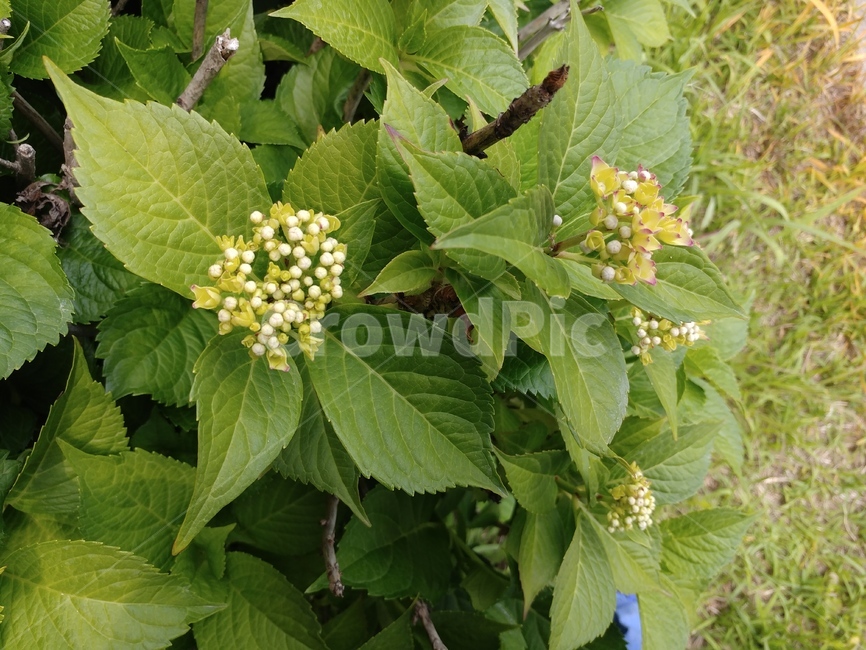 수국,장미목,범의귀과,낙엽관목,쌍떡잎식물,자양화,식물,팔선화,수구,용구화
