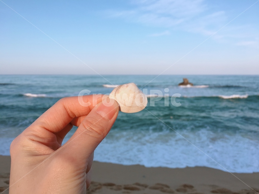 바다,파도,아침,여름,계절,sea,traveling,풍경,한국자연경관,한국자연풍경,조개,패류,조개껍데기,조개껍질,바다풍경,겨울바다,person,human,nature,자연