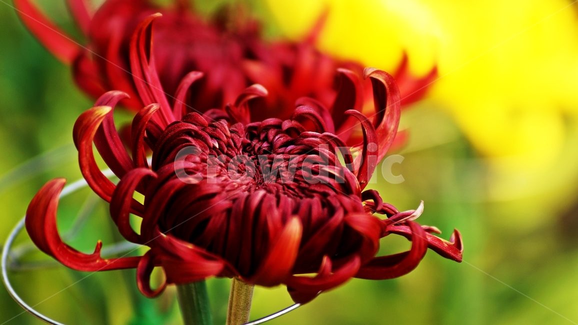 국화,개량국화,꽃축제,꽃길,식물,식물,자연,plants,nature,꽃,flower