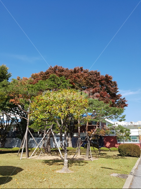 나무,꽃사과나무,하늘,푸른색,열매,공원,가을,계절,fall,autumn,season,outdoors,옥외,tree,plant,식물,nature,자연