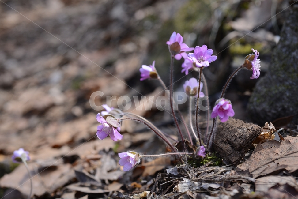 봄,꽃,봄꽃,노루귀,야생화,spring,flower,closeup,접사,근접촬영,봄,계절,spring,season,식물,자연,plants,nature,꽃,flower,plant,blossom,geranium,제라늄