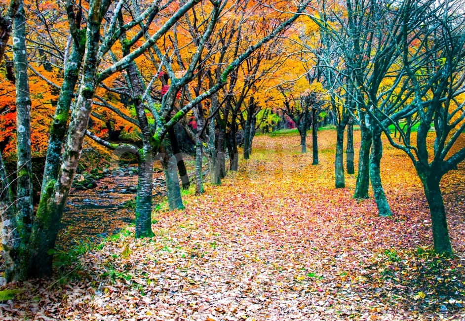 가을,단풍,여행,낙엽,나무,경치,배경화면,가을,계절,fall,autumn,season,자연,풍경,nature,landscape,식물,plants,나무,trees,wood