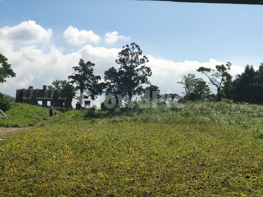 목초지,자연,outdoors,들,grassland,자연,풍경,nature,landscape,field,옥외