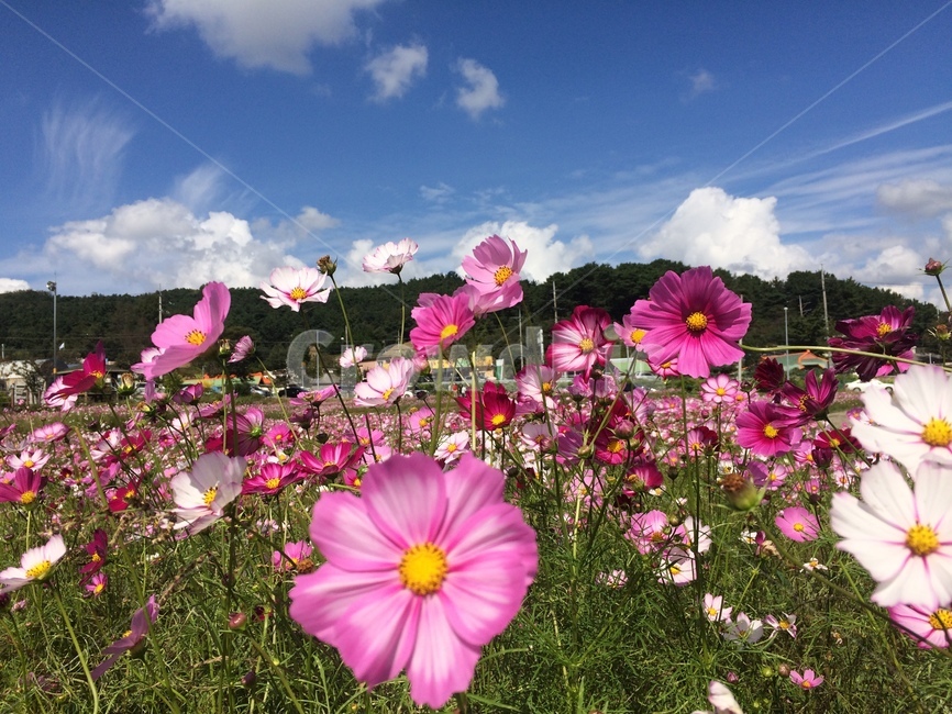 가을,코스모스,풍경,가을꽃,꽃,하늘,가을,계절,fall,autumn,season,식물,자연,plants,nature,꽃,flower,blossom,geranium,제라늄,plant