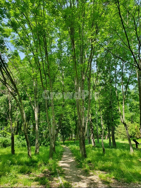 자연,나무,산림,숲,힐링,산책,여유,여름,녹음