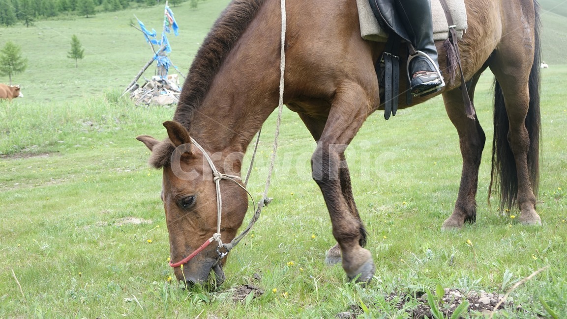 말,horse,grass,풀밭,animal,green,초록,몽골,초원,초식동물