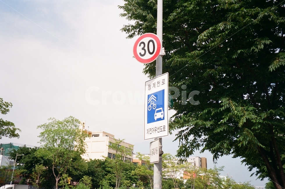 표지판,속도제한,나무,도로,자전거우선도로,속도위반