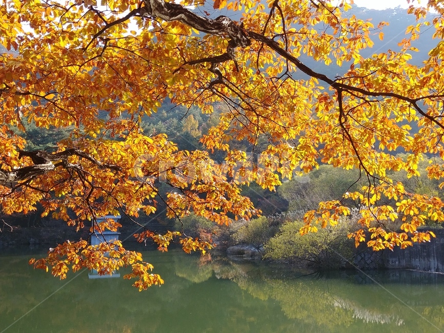 졸참나무,졸참나무단풍,참나무,가을단풍,단풍,자연,나무,가을,계절,fall,autumn,season,tree,plant,식물,leaf,잎,maple