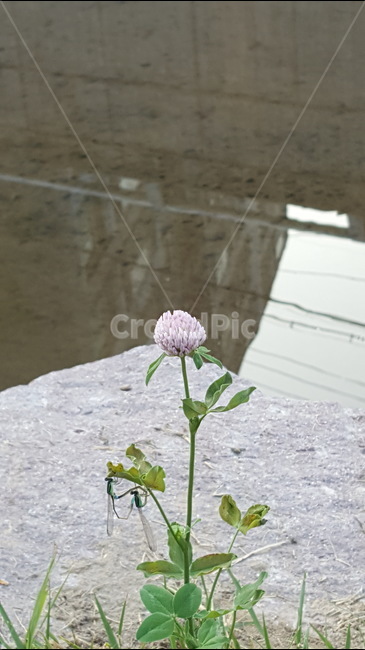 곤충,꽃,들꽃,사랑,짝짓기,아름다움,식물,자연,plants,nature,꽃,flower