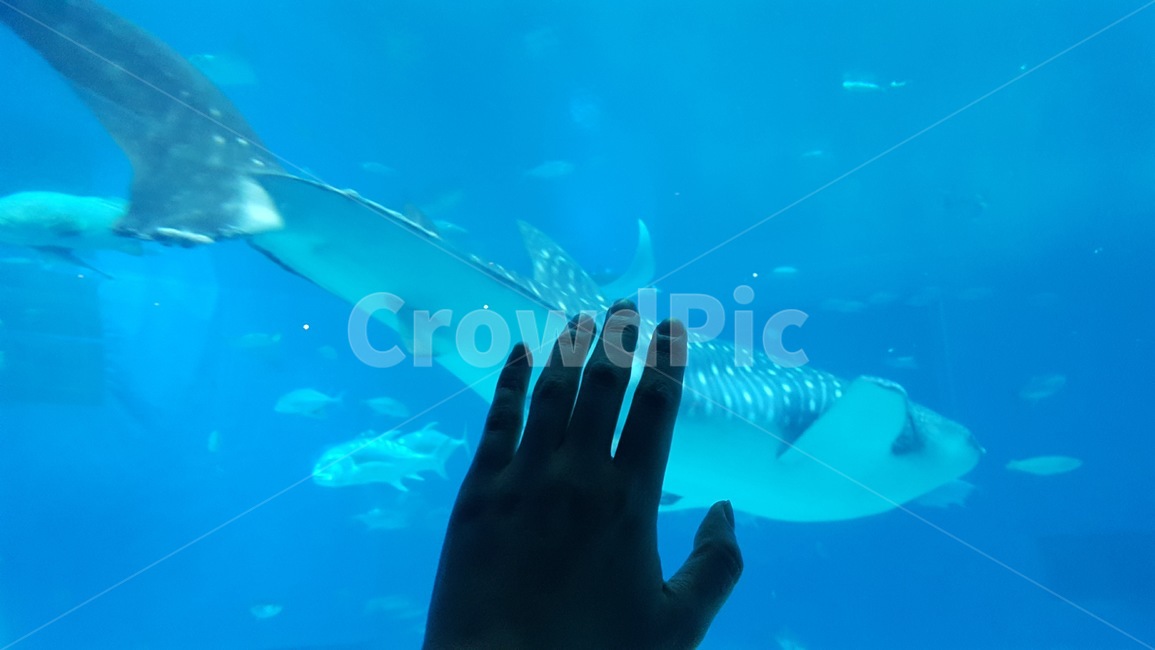 아쿠아리움,상어,고래상어,바다,물고기,신비로움,aquarium,shark,whale,marine,ocean,sea,몽환적,감성,감성사진,꿈