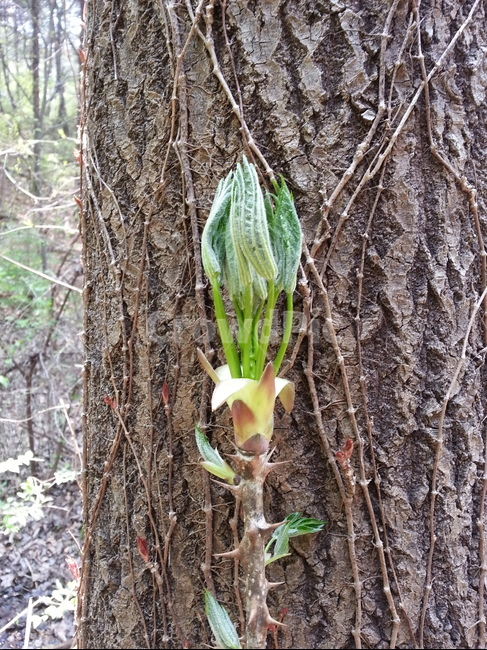 두릅,엄나무순,개두릅,개두릅나무,나물,산나물,두릅나물,식물,자연,plants,nature