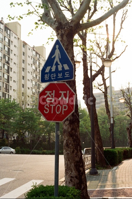 표지판,횡단보도,정지,필름사진,교통표지판,길,도로,필름,필름카메라,무보정,stopsign,roadsign,crosswalk,road,film,filmphotography,filmcamera,stop
