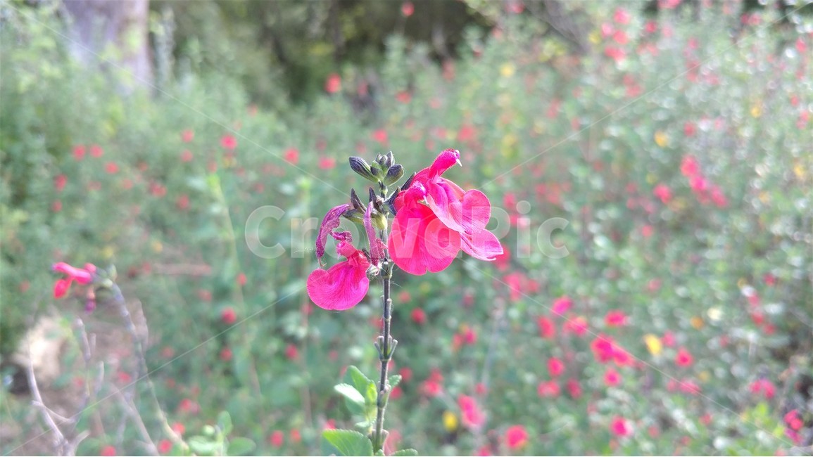 자연,식물,야생화,베이비세이지,nature,wildflower,babysage,식물,자연,plants,nature,꽃,flower