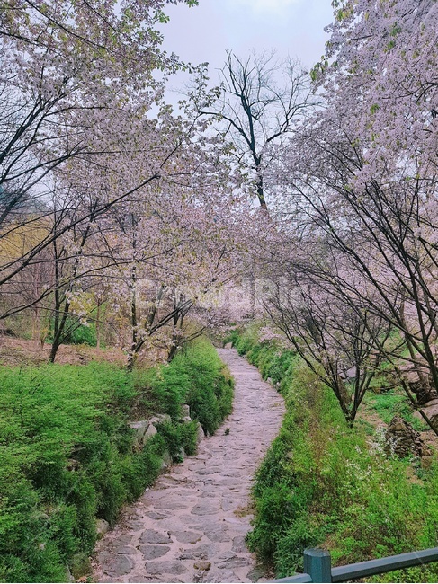 꽃,꽃길,flower,봄,spring,nature,자연,휴식,rest,나무,벚꽃,cherryblossom
